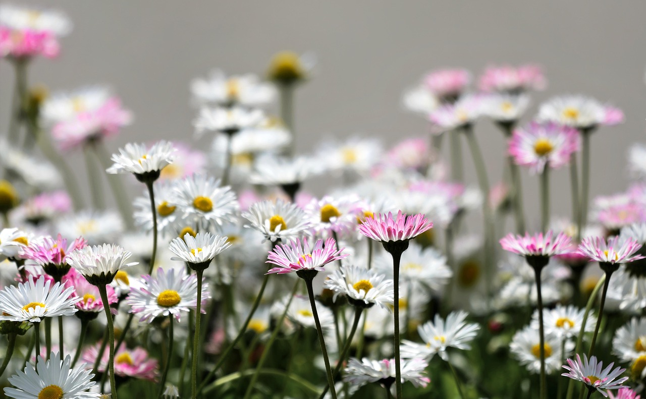Bild på rosa och vita blommor på äng